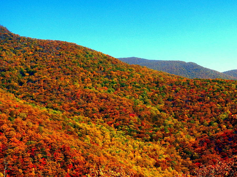 Blue Ridge Fall Trees Photograph by Lisa Keeter - Fine Art America