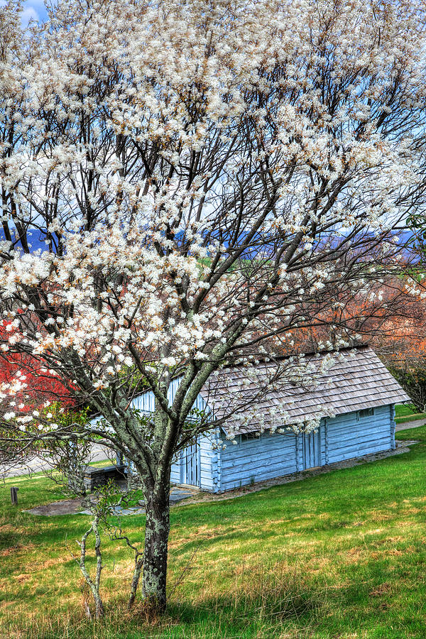 Blue Ridge Mountain Spring I Photograph by Dan Carmichael