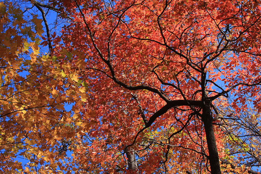 Blue Ridge Mountains Fall Foliage Photograph by Michael Weeks - Fine ...