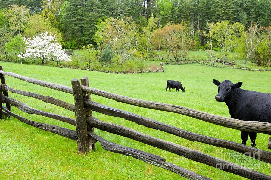 Blue Ridge Parkway Cows Photograph by John Harmon