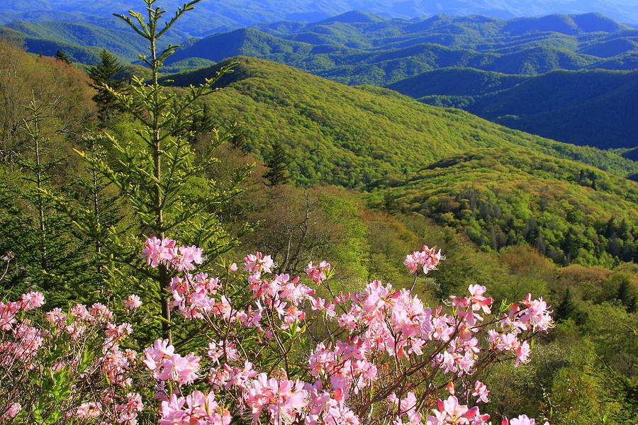 Blue Ridge Parkway Rhododendron Bloom North Carolina Photograph by