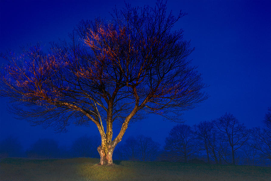 Blue Ridge - Trees in Fog at Night I Photograph by Dan Carmichael