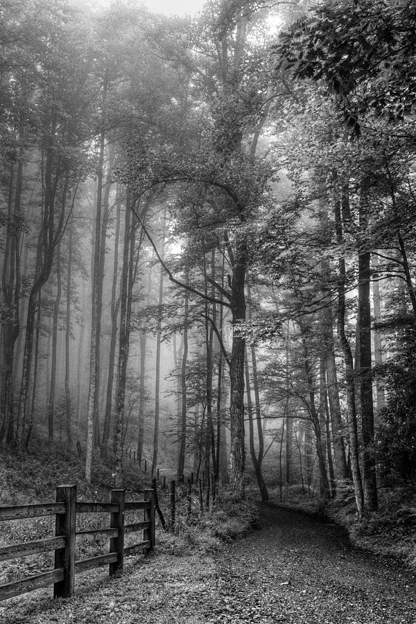 Blue Ridge - Trees in Fog Country Road Photograph by Dan Carmichael