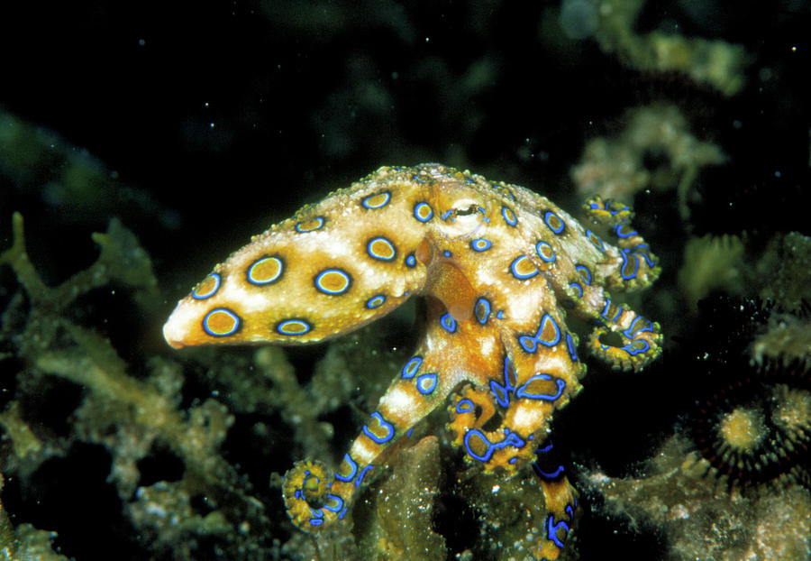 Blue Ringed Octopus Photograph by Matthew Oldfield/science Photo Library
