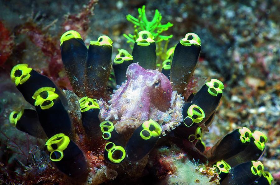 Blue-ringed Octopus On Sea Squirts Photograph by Georgette Douwma