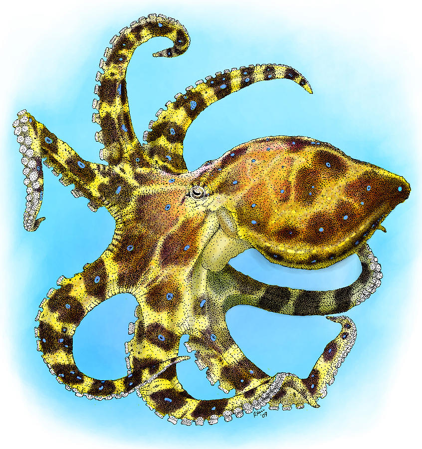 Blue Ringed Octopus Photograph by Roger Hall