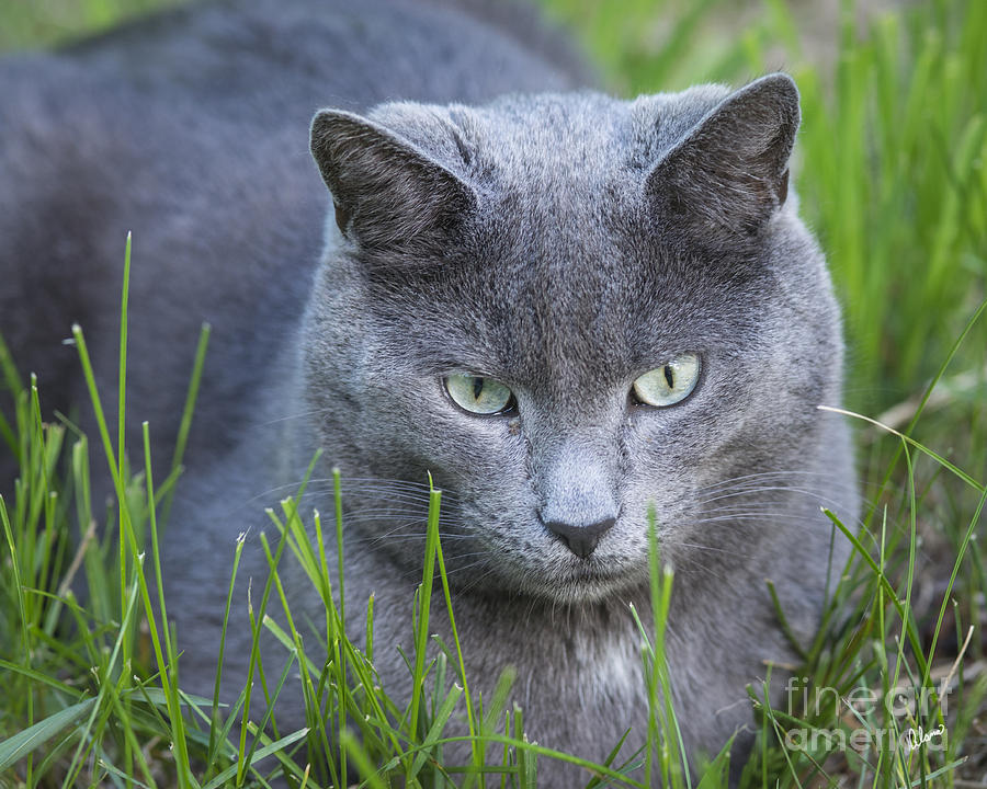 Blue Roan Cat Photograph by Alana Ranney