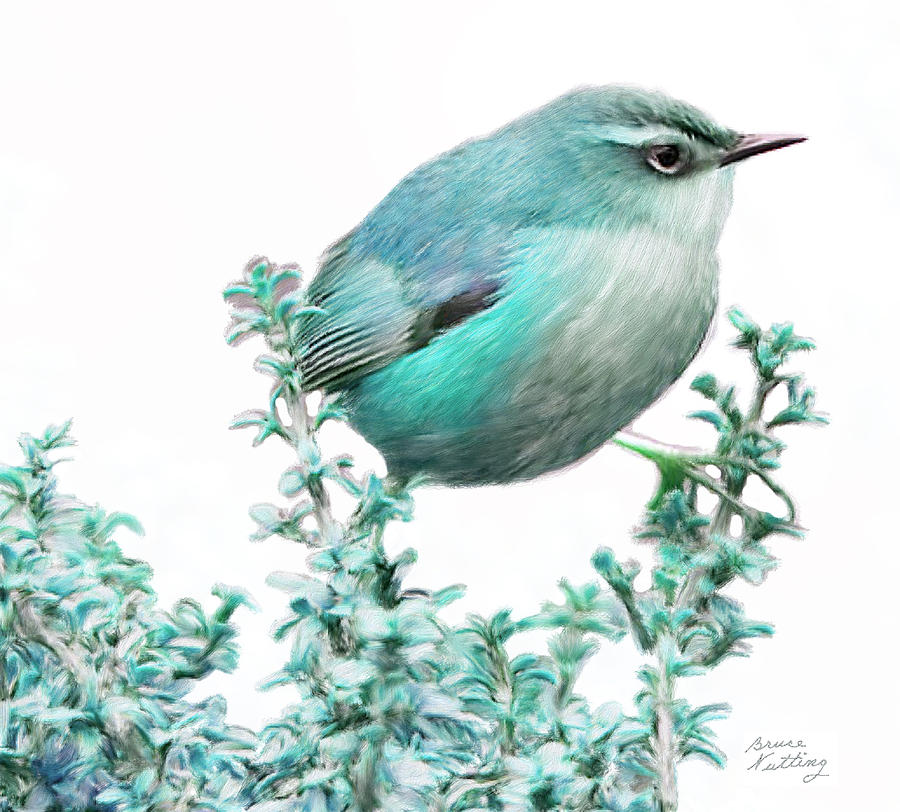 Blue Rock Wren Painting by Bruce Nutting