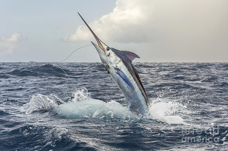 Fish Photograph - Blue Rocket by Scott Kerrigan
