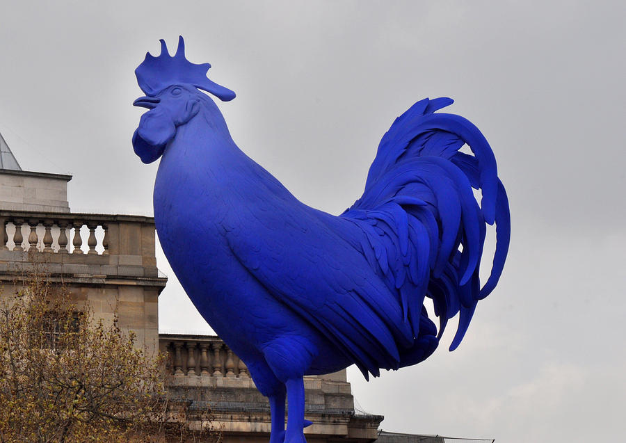 Rooster Photograph - Blue Rooster in Trafalgar Square London by Diane Lent