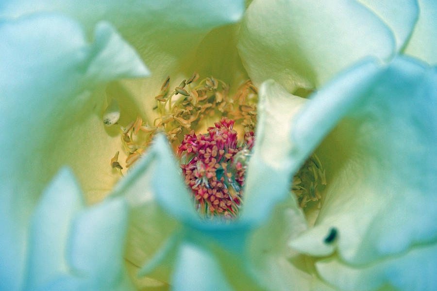 Blue Rose 1 Photograph by Jim Baker