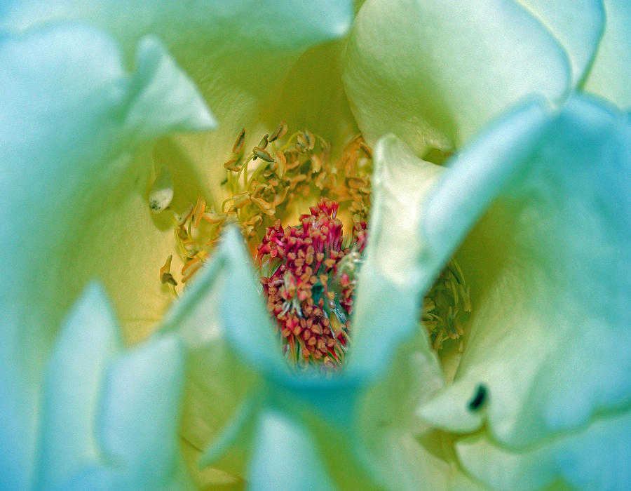 Blue Rose 2 Photograph by Jim Baker