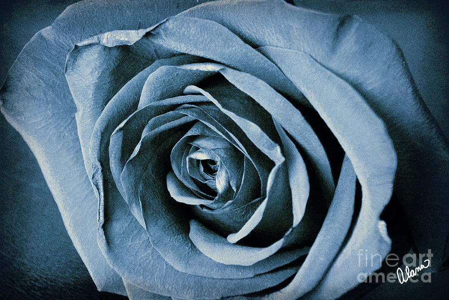 Blue Rose Photograph by Alana Ranney