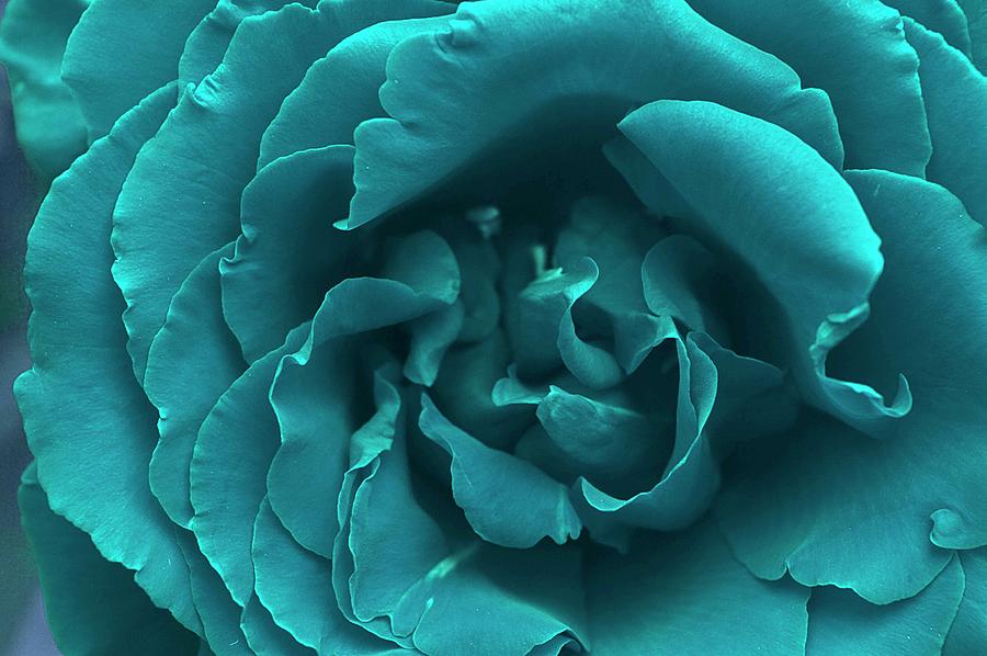 Blue Rose Photograph by Aslam Rana | Fine Art America