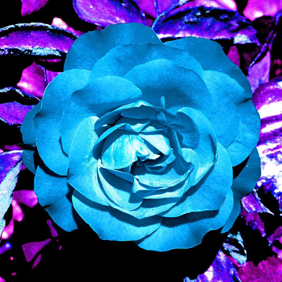 Blue Rose Bordered in Purple Photograph by Joseph Coulombe