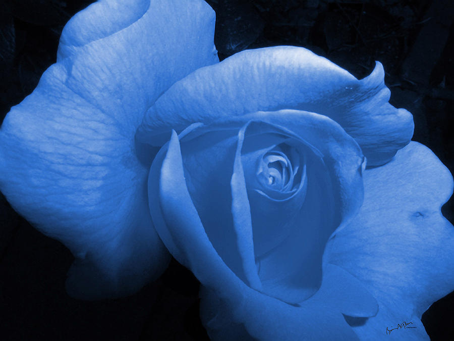 Blue Rose Photograph by Brian Gilna