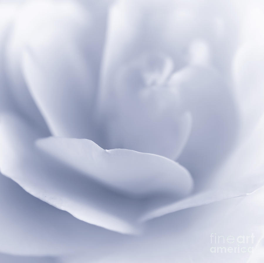 Blue Rose Photograph by Charline Xia