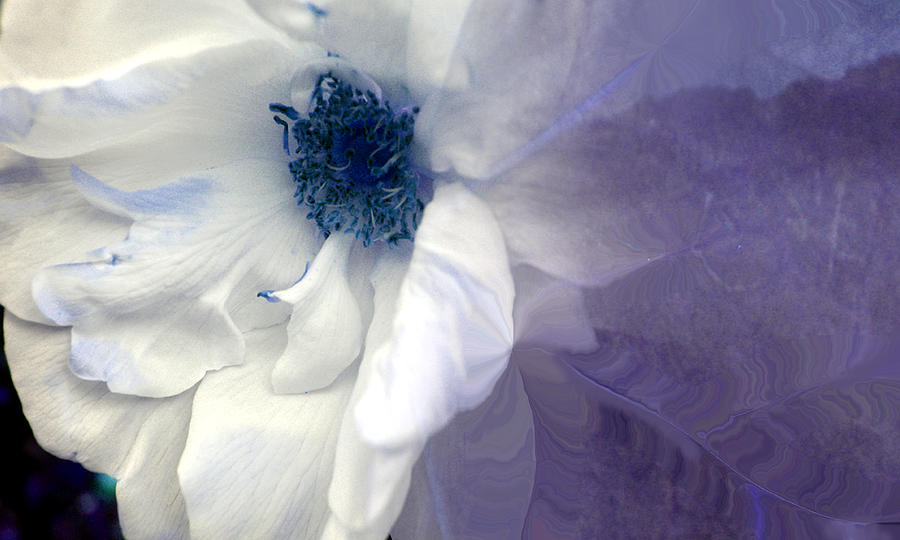 Blue Rose Photograph by Davina Nicholas