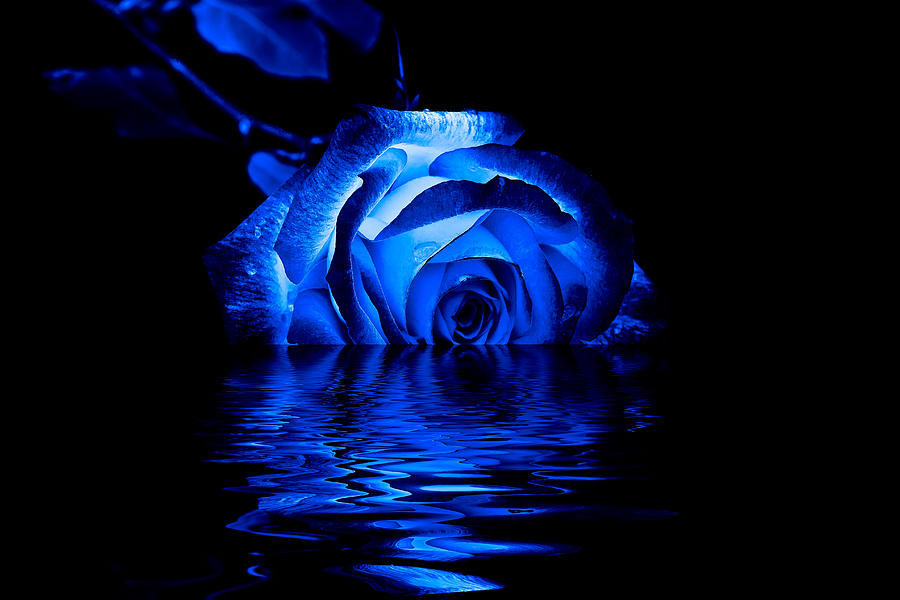 Blue Rose Photograph