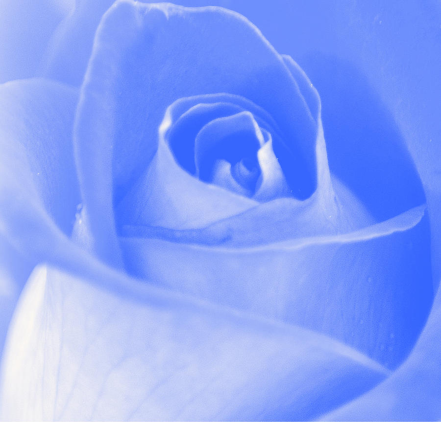 Blue Rose I Photograph by Joan Han