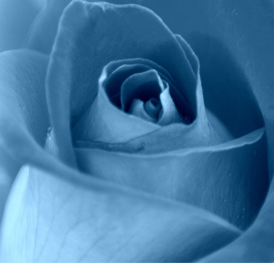Blue Rose Photograph by Joan Han