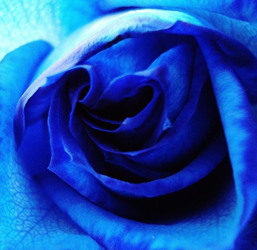Blue rose Photograph by Natalya Karavay - Fine Art America