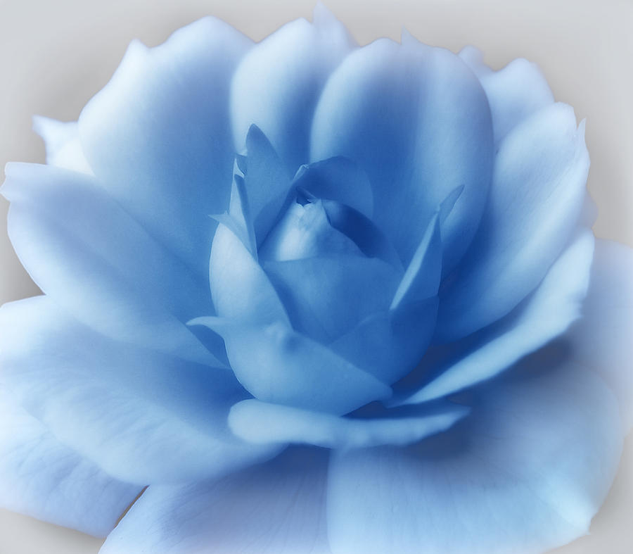Blue Rose Digital Art by Nina Bradica