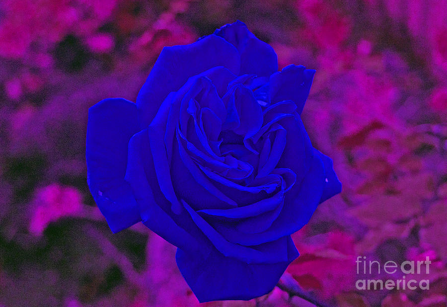 Rose Photograph - Blue rose by Simon Kennedy