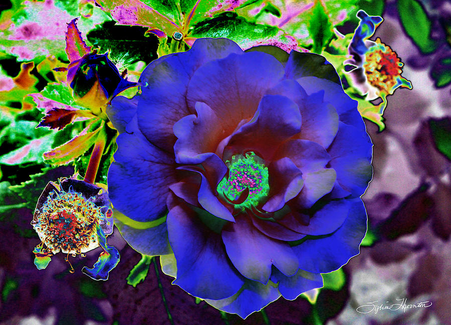 Blue Rose Photograph by Sylvia Thornton