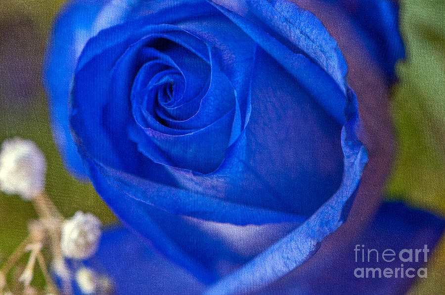 Blue Rose textured Photograph by Sharon Talson