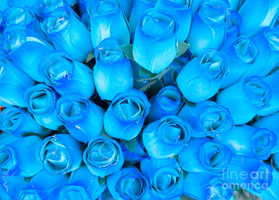 Αποτέλεσμα εικόνας για blue roses