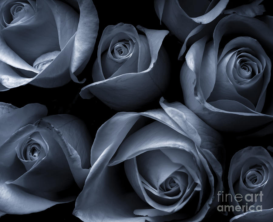 Blue Roses Photograph by Diane Diederich
