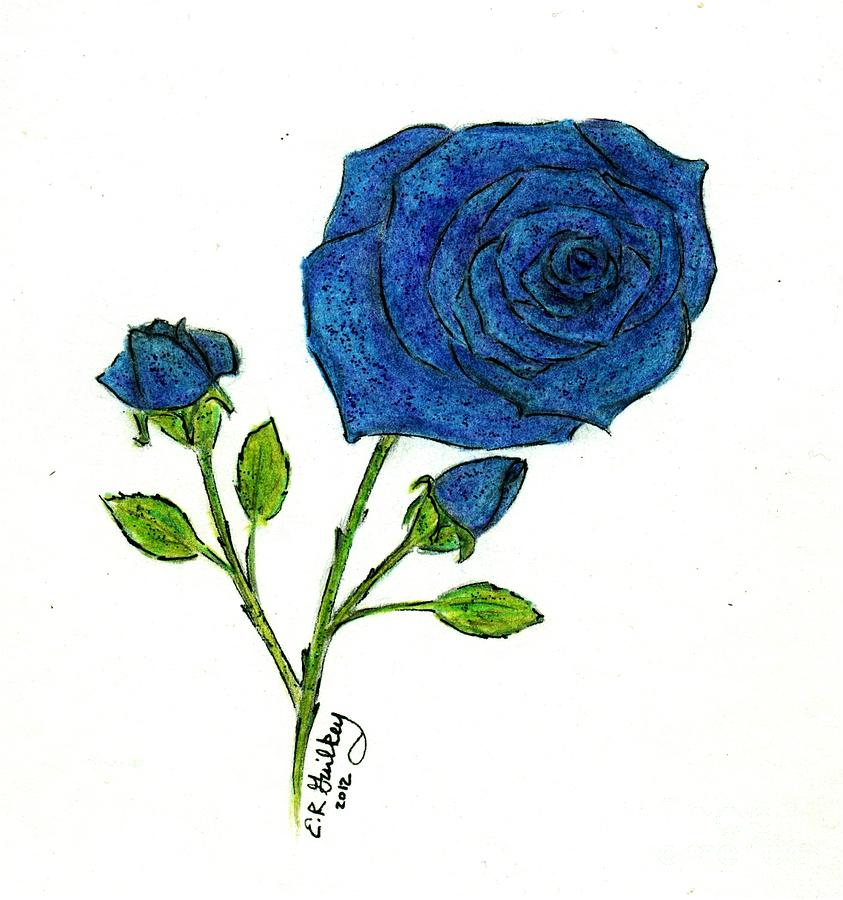 Blue Roses Drawing by Elizabeth Guilkey