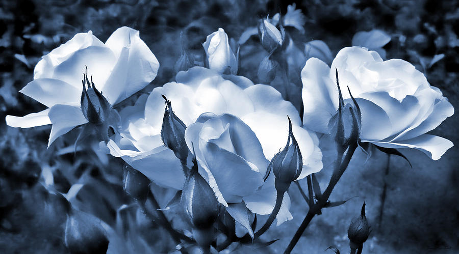 Blue Roses in the Garden Photograph by Jennie Marie Schell