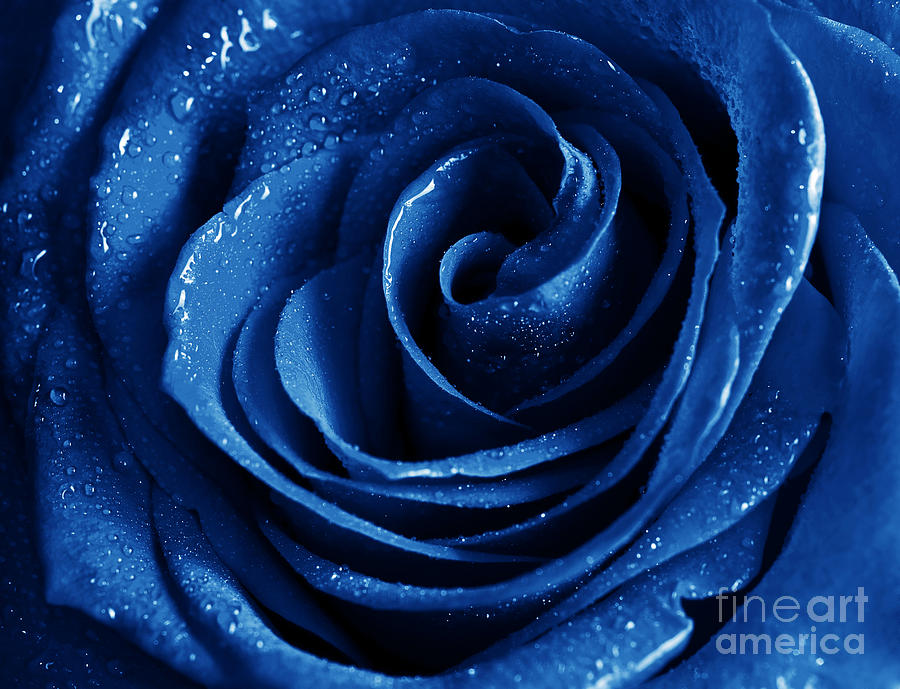 Blue Roses Pictures Photograph by Boon Mee