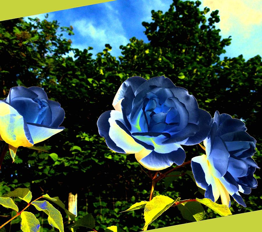 Blue Roses Digital Art by Will Borden