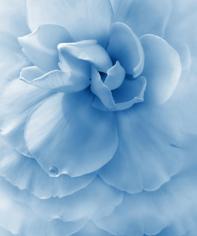 Blue Ruffled Begonia Flower Photograph by Jennie Marie Schell