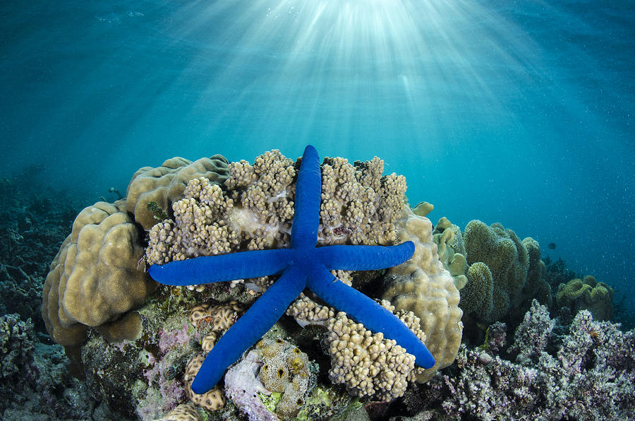 Blue Sea Star Fiji Photograph by Pete Oxford