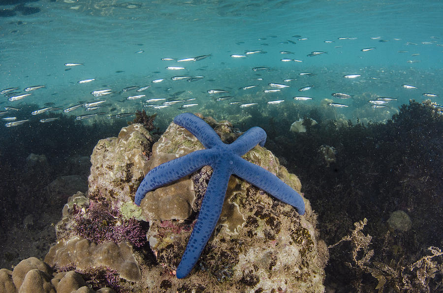 Blue Sea Star On Coral Reef Fiji Photograph by Pete Oxford