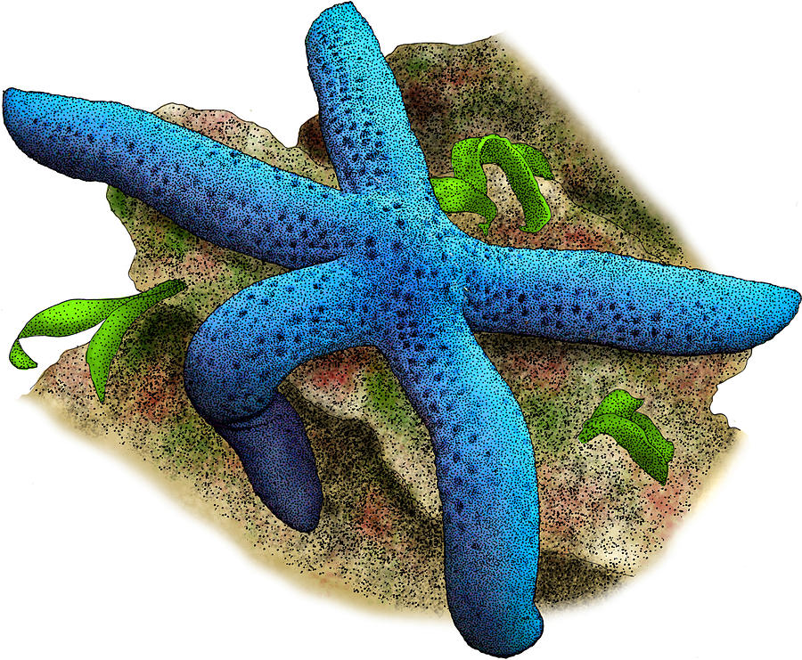 Blue Sea Star Photograph by Roger Hall