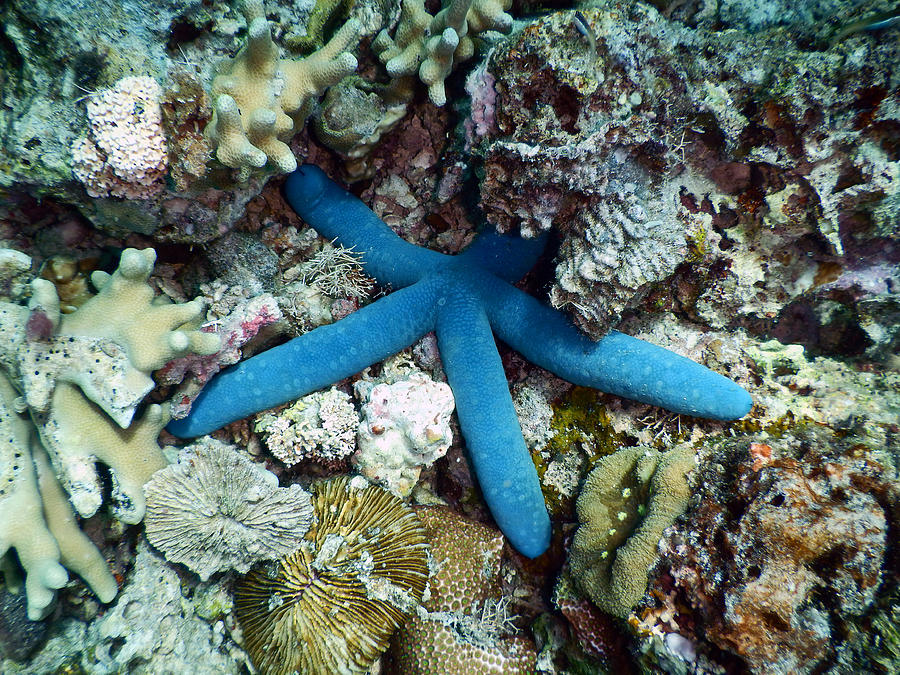 Blue Sea Starfish Photograph by Carleton Ray