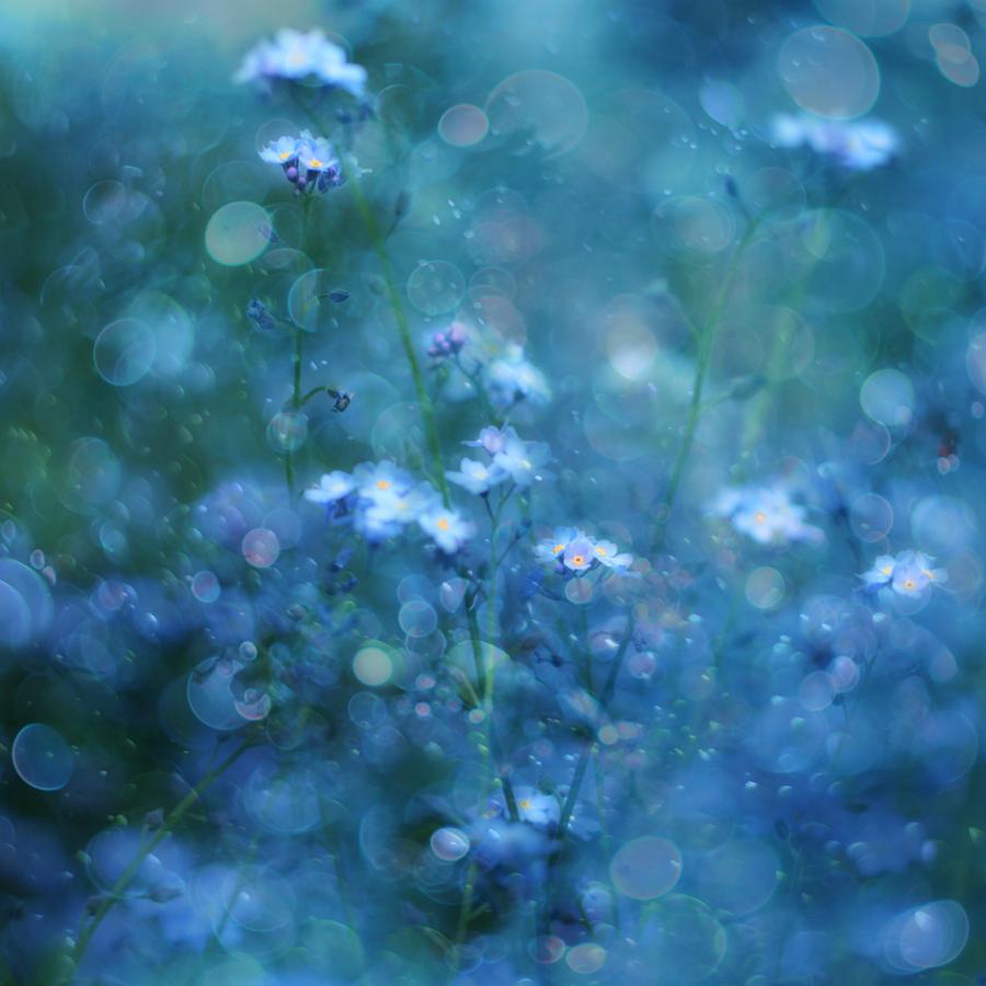 Blue Serenity Photograph by Delphine Devos