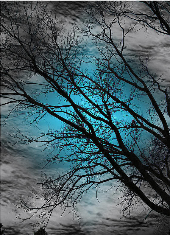 Tree Photograph - Blue Serenity  by Rabecca Primeau