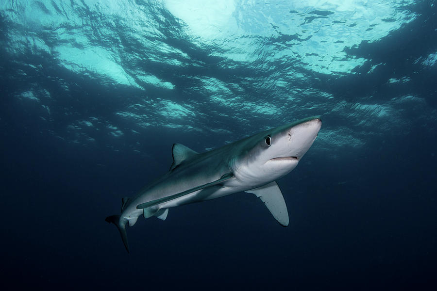 Blue Shark Prionace Glauca, South Photograph by Alessandro Cere