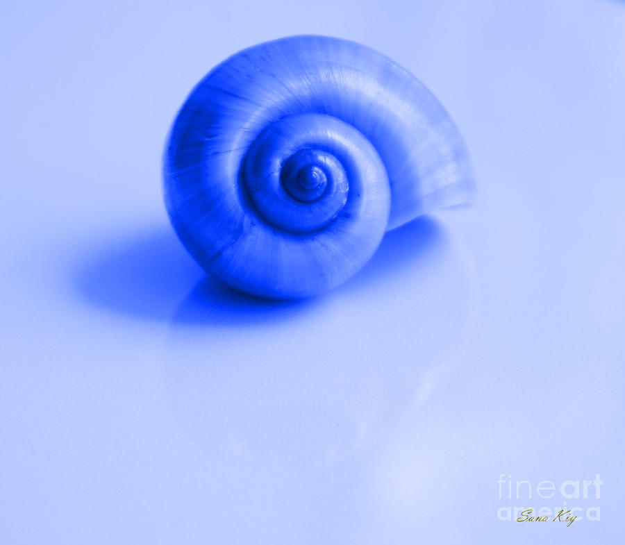 Blue Shell Photograph by Oksana Semenchenko