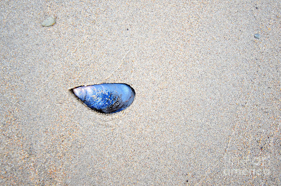 Blue Shell Photograph by Randi Grace Nilsberg