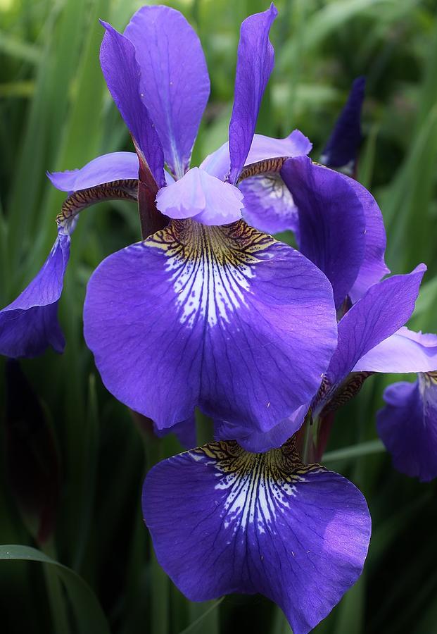 Blue Siberian Iris Photograph by Bruce Bley