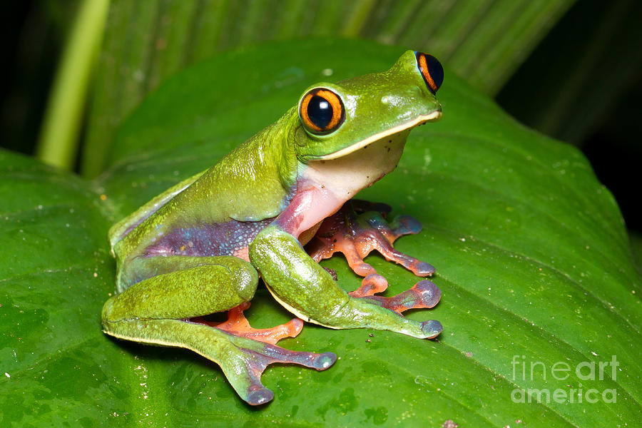 Blue-sided Tree Frog Photograph by BG Thomson