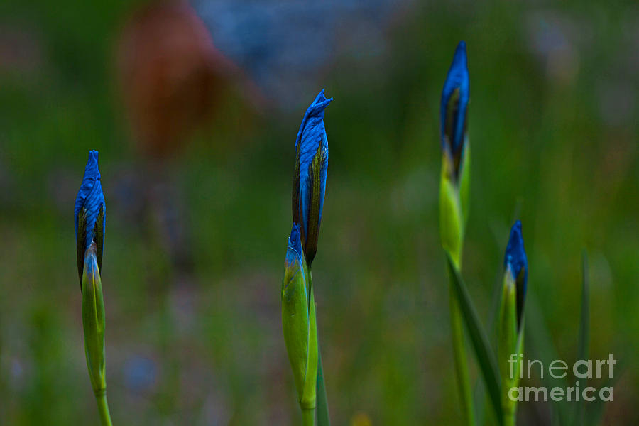 Iris Photograph - Blue Sisters by Barbara Schultheis
