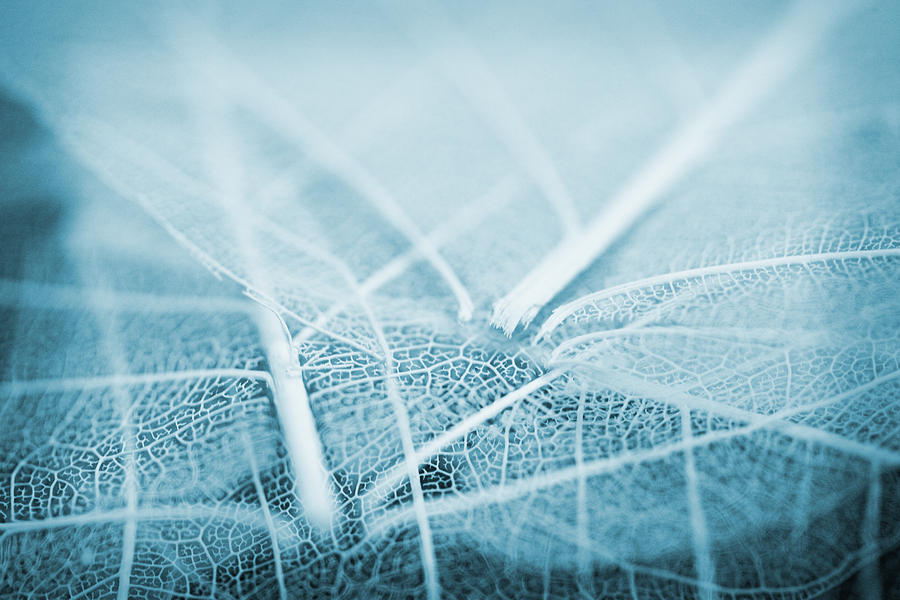 Blue Skeletal Leaves Photograph by Bonnie Bruno